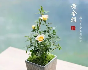 如何养护迷你玫瑰?(注意事项和养殖技巧)1