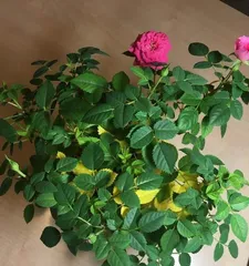 如何养护迷你玫瑰?(注意事项和养殖技巧)2