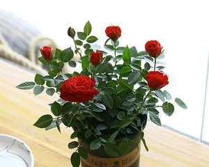 如何养护迷你玫瑰?(注意事项和养殖技巧)3