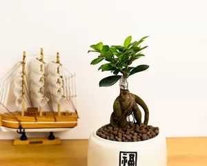 Benefits of growing Ficus bonsai at home (beautiful, practical, easy to care for, first choice for home decoration)1