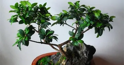 Benefits of growing Ficus bonsai at home (beautiful, practical, easy to care for, first choice for home decoration)2