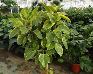 Benefits of growing Ficus bonsai at home (beautiful, practical, easy to care for, first choice for home decoration)3