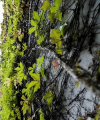 Climbing Plants Encyclopedia (Exploring the Wonderful World of Climbing Plants, Getting to Know Diverse Climbing Organisms) 3