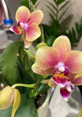 Winter Care Tips for Phalaenopsis 1