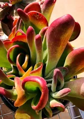 多肉火狐狸的养殖方法和注意事项(打造美丽小盆景的秘诀)1