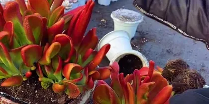 多肉火狐狸的养殖方法和注意事项(打造美丽小盆景的秘诀)2