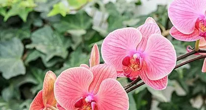 Winter Care Tips for Phalaenopsis 2