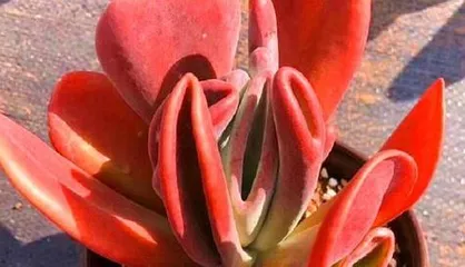 多肉火狐狸的养殖方法和注意事项(打造美丽小盆景的秘诀)3