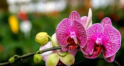 Winter Care Tips for Phalaenopsis 3
