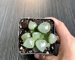 Cultivation and Care of Jade Dew (Master Key Techniques to Easily Care for Jade Dew) 1