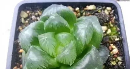 Cultivation and Care of Jade Dew (Master Key Techniques to Easily Care for Jade Dew) 2