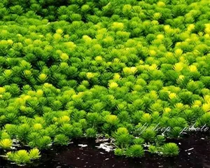 Maintenance and Beautification of Indoor Aquatic Plants (Exploring the Types and Cultivation Techniques of Indoor Aquatic Plants to Create a Unique Water Landscape) 1