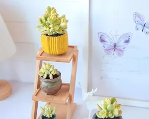 Xiongtongzi Old Root Cultivation Methods and Maintenance Considerations (Old Root Cultivation, Creating a Marine Green Ecology) 1