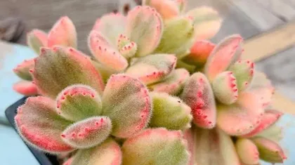 Xiongtongzi Old Root Cultivation Methods and Maintenance Considerations (Old Root Cultivation, Creating a Marine Green Ecology) 2