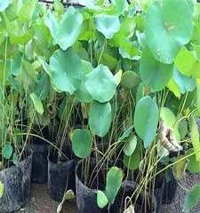 Maintenance and Beautification of Indoor Aquatic Plants (Exploring the Types and Cultivation Techniques of Indoor Aquatic Plants to Create a Unique Water Landscape) 3