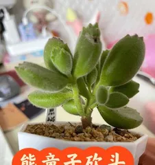 Xiongtongzi Old Root Cultivation Methods and Maintenance Considerations (Old Root Cultivation, Creating a Marine Green Ecology) 3