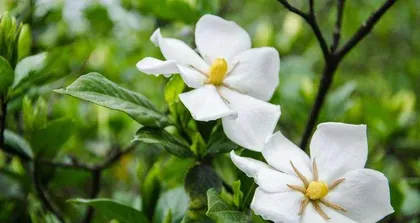 How to easily care for gardenias and create a dreamy courtyard (Gardenia cultivation methods and care points) 1
