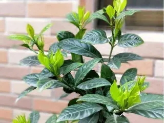 How to easily care for gardenias and create a dreamy courtyard (Gardenia cultivation methods and care points) 2