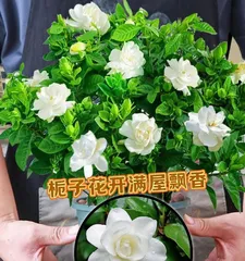 How to easily care for gardenias and create a dreamy courtyard (Gardenia cultivation methods and care points) 3