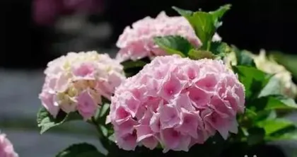 Summer care for hydrangeas (How to care for hydrangeas in summer? A complete analysis of summer care methods) 1