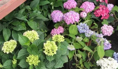Summer care for hydrangeas (How to care for hydrangeas in summer? A complete analysis of summer care methods) 2