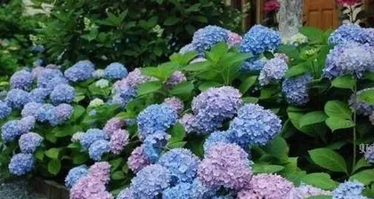 Summer care for hydrangeas (How to care for hydrangeas in summer? A complete analysis of summer care methods) 3