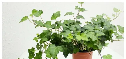 Winter Care for Gentian Flowers (Practical Tips for Safe Wintering) 1