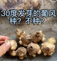 Planting and Care of Grape Hyacinths (Choosing the Right Month for Rooting and Sprouting) 1