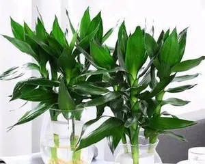 Winter Care for Gentian Flowers (Practical Tips for Safe Wintering) 2