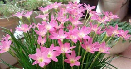 Winter Care for Gentian Flowers (Practical Tips for Safe Wintering) 3