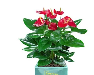 鸿运当头花的养护技巧(让你的鸿运当头花盛开不停)1