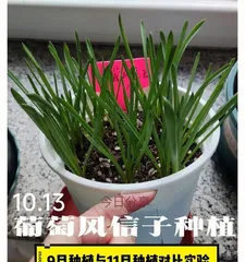 Planting and Care of Grape Hyacinths (Choosing the Right Month for Rooting and Sprouting) 2