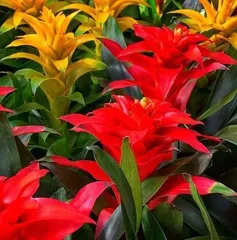 鸿运当头花的养护技巧(让你的鸿运当头花盛开不停)2