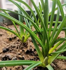 Planting and Care of Grape Hyacinths (Choosing the Right Month for Rooting and Sprouting) 3