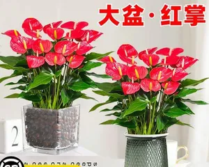 鸿运当头花的养护技巧(让你的鸿运当头花盛开不停)3