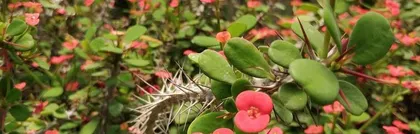 Maintenance and Toxicity of Small Pine Trees (Understanding the Toxicity of Small Pine Trees, Safe Maintenance for Health and Environmental Protection) 1