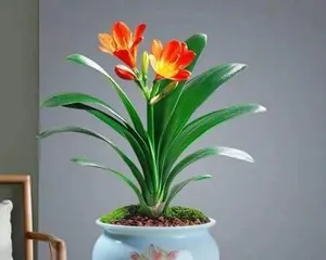 吉祥富贵的象征植物（探索那些神奇的植物，究竟是如何成为吉祥富贵的象征？）1