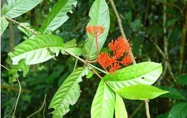 Maintenance and Toxicity of Small Pine Trees (Understanding the Toxicity of Small Pine Trees, Safe Maintenance for Health and Environmental Protection) 2