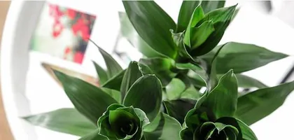 吉祥富贵的象征植物（探索那些神奇的植物，究竟是如何成为吉祥富贵的象征？）2