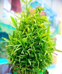 吉祥富贵的象征植物（探索那些神奇的植物，究竟是如何成为吉祥富贵的象征？）3