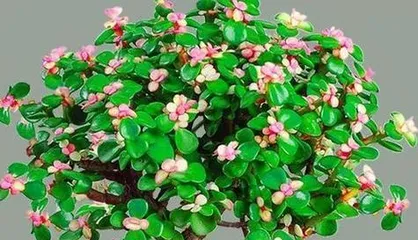 Maintenance and Toxicity of Small Pine Trees (Understanding the Toxicity of Small Pine Trees, Safe Maintenance for Health and Environmental Protection) 3