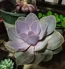 Purple Pearl Succulent Care and Repotting (How to Repot Correctly for Healthier Growth) 1