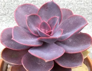 Purple Pearl Succulent Care and Repotting (How to Repot Correctly for Healthier Growth) 2