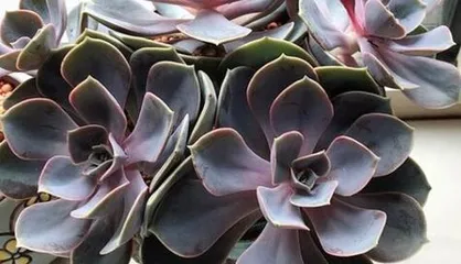 Purple Pearl Succulent Care and Repotting (How to Repot Correctly for Healthier Growth) 3