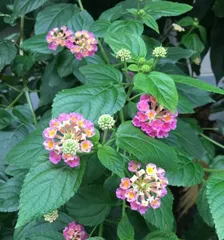 How to Care for Lantana (How to Make Your Lantana Grow More Vigorously) 1