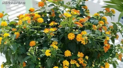 How to Care for Lantana (How to Make Your Lantana Grow More Vigorously) 2