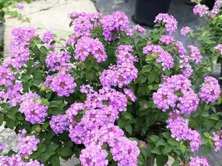 How to Care for Lantana (How to Make Your Lantana Grow More Vigorously) 3