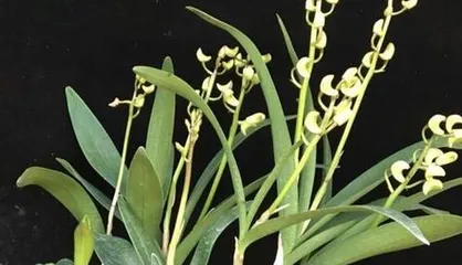 Investigation on the Blooming of Panlong Gui (How many times does Panlong Gui bloom in a year? Understanding this will help you better care for Panlong Gui) 1