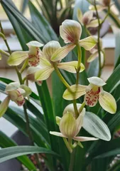 Investigation on the Blooming of Panlong Gui (How many times does Panlong Gui bloom in a year? Understanding this will help you better care for Panlong Gui) 2