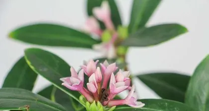 How to correctly pot and care for daphne (step-by-step guide to potting time and precautions for daphne)1